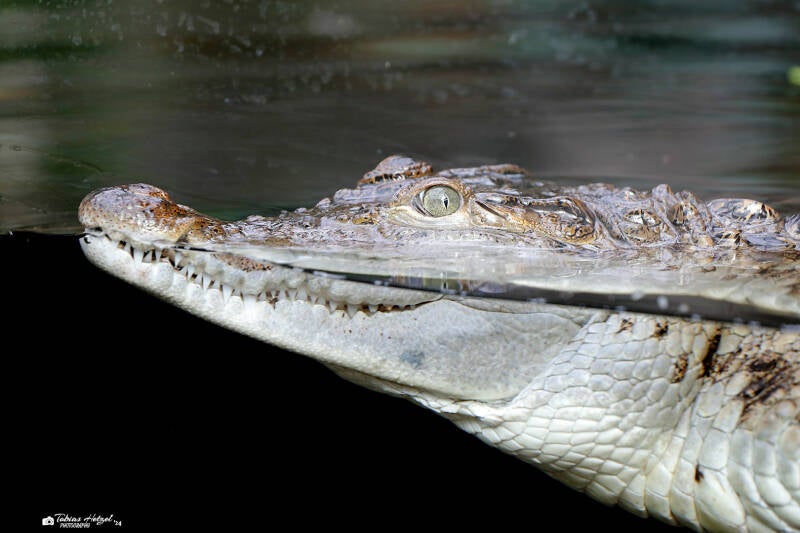 Philippinenkrokodil | Zoo Plzen | 29.08.2019