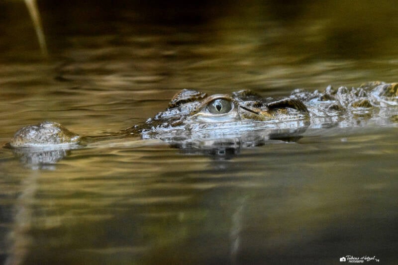 Philippinenkrokodil | Zoo Plzen | 17.09.2022