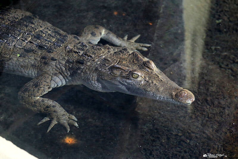 Philippinenkrokodil | Kölner Zoo | 28.12.2018