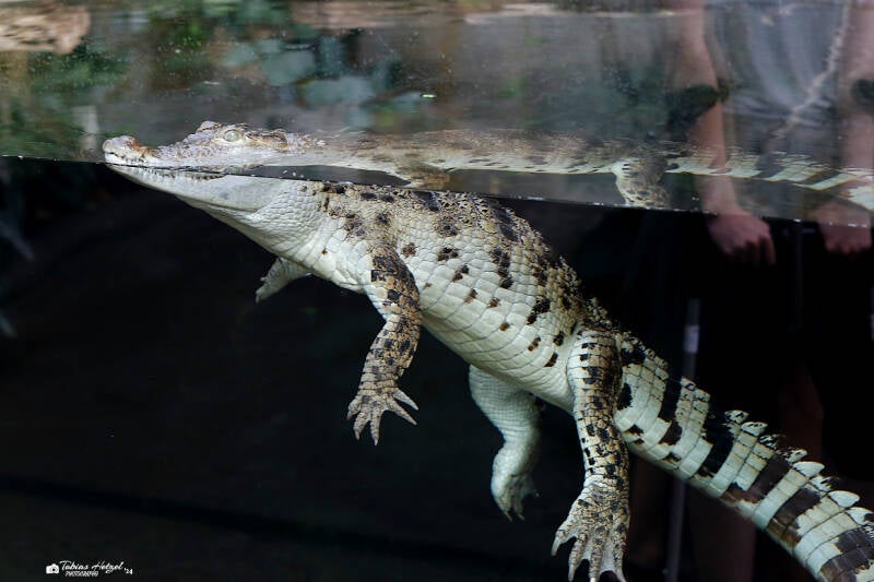 Philippinenkrokodil | Zoo Plzen | 29.08.2019