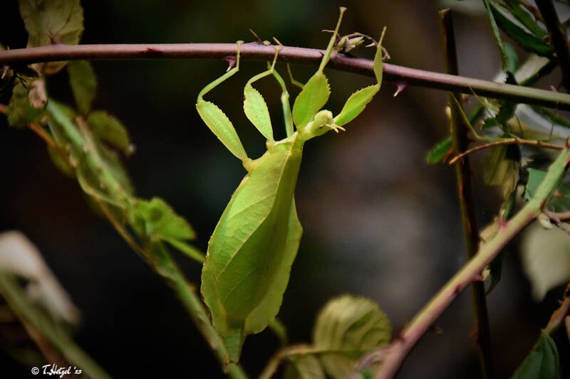 Philippinisches Wandelndes Blatt