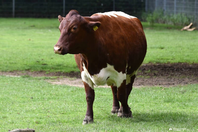 Pinzgauer Rind | Tiergarten Kleve | 07.07.2021