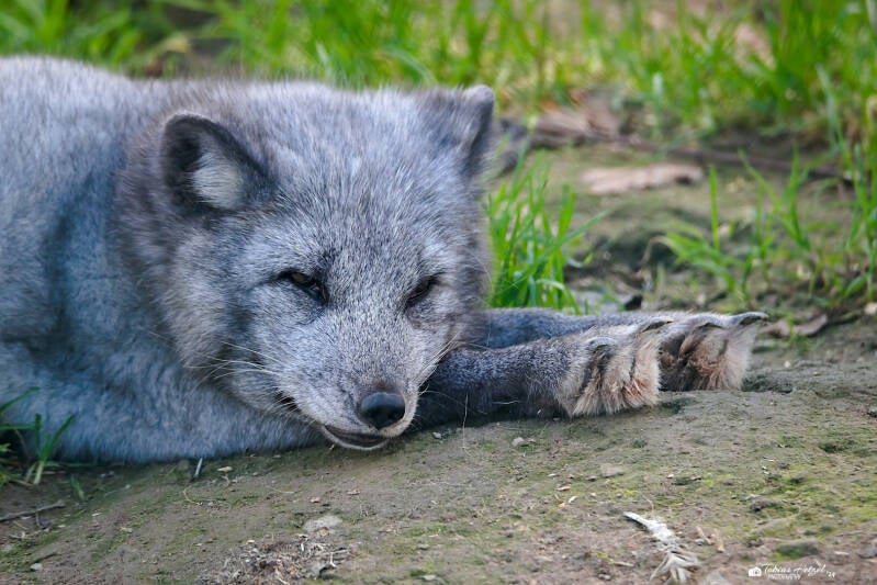 Polarfuchs (kein Unterartenstatus) | Wildpark Potzberg, Föckelberg | 05.10.2024