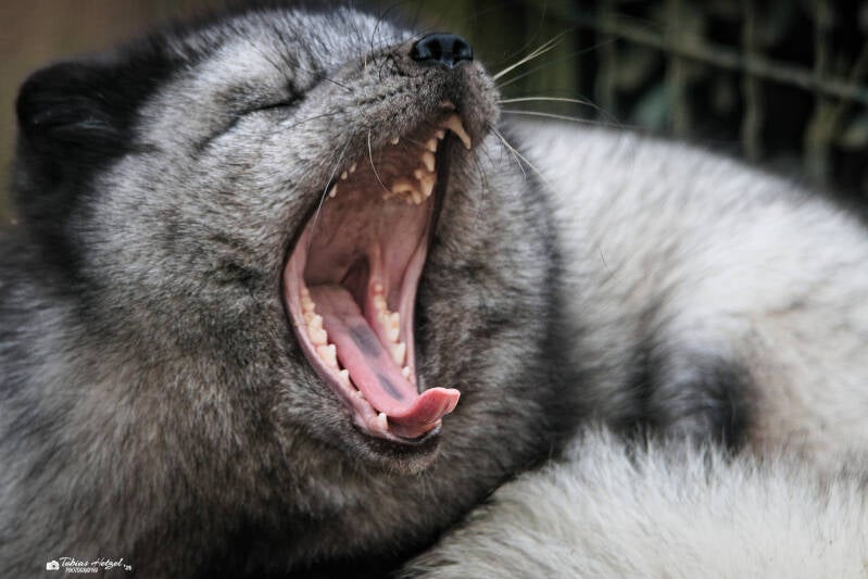 Polarfuchs (kein Unterartenstatus) | Amerika-Tierpark Limbach-Oberfrohna | 01.01.2025