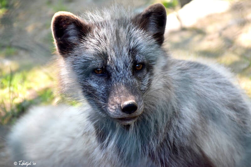 Polarfuchs (kein Unterartenstatus)
