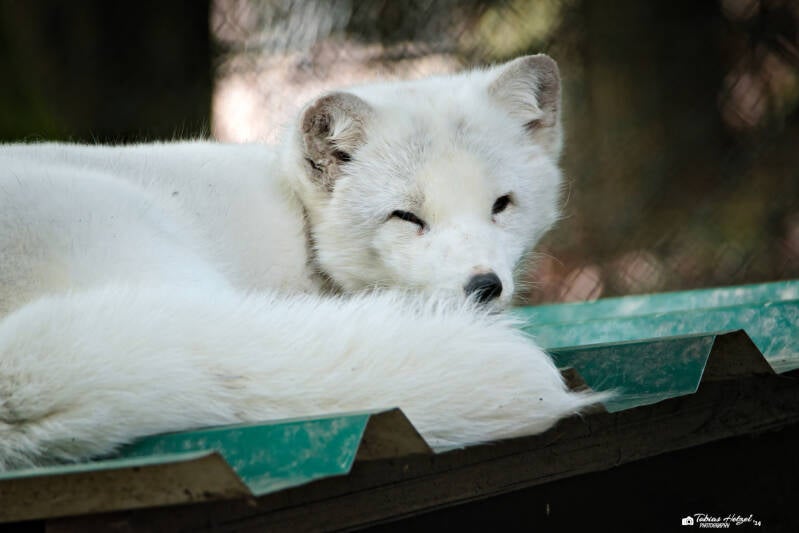 Polarfuchs (kein Unterartenstatus) | Wildpark Potzberg, Föckelberg | 05.10.2024