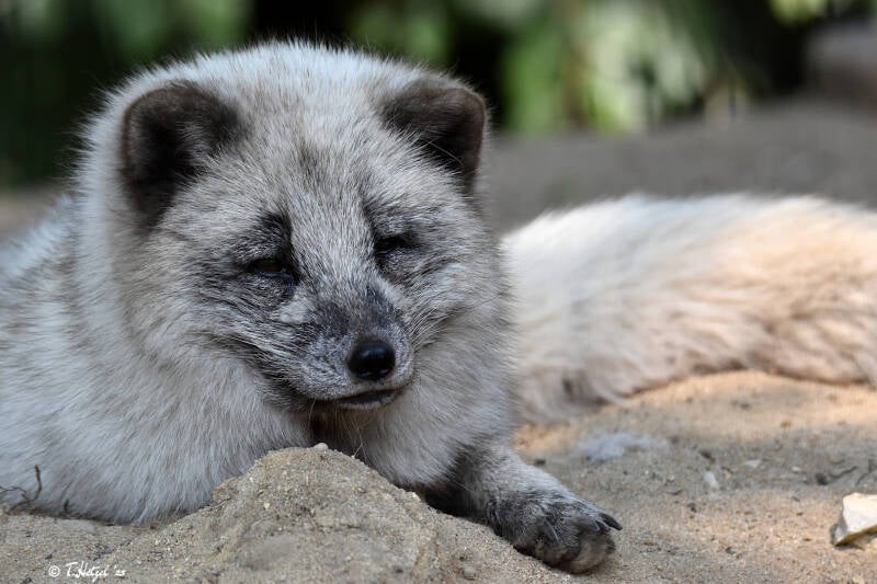Polarfuchs (kein Unterartenstatus)