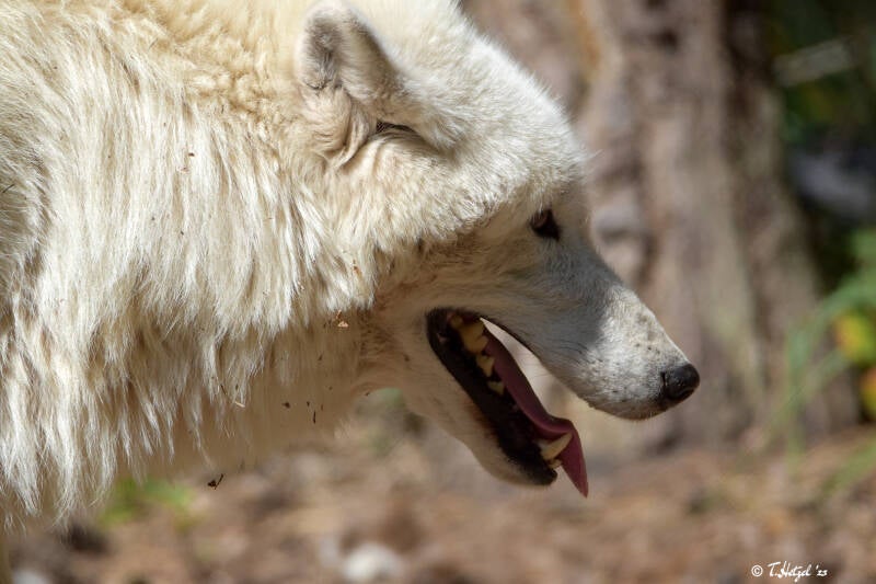 Polarwolf (kein Unterartenstatus)