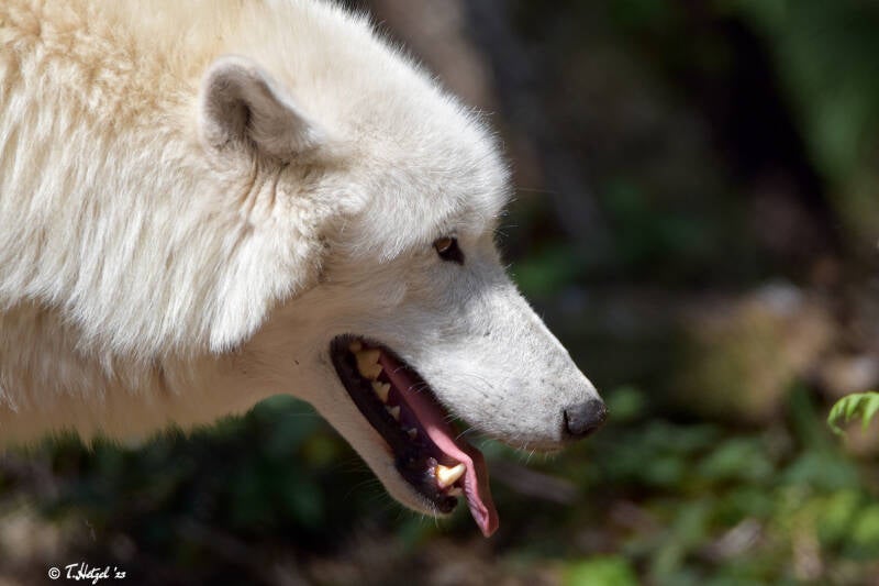 Polarwolf (kein Unterartenstatus)