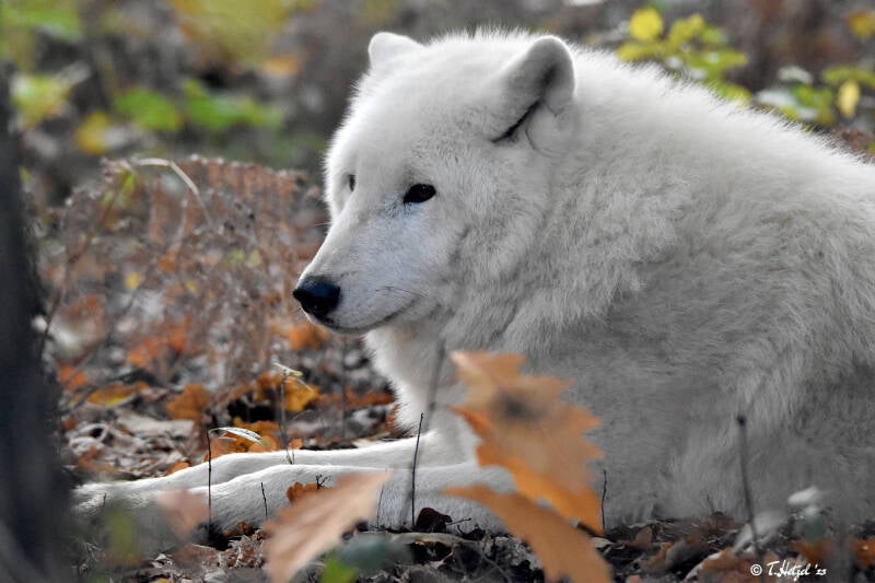 Polarwolf | Wildpark Alte Fasanerie, Hanau Klein-Auheim | 27.11.2022