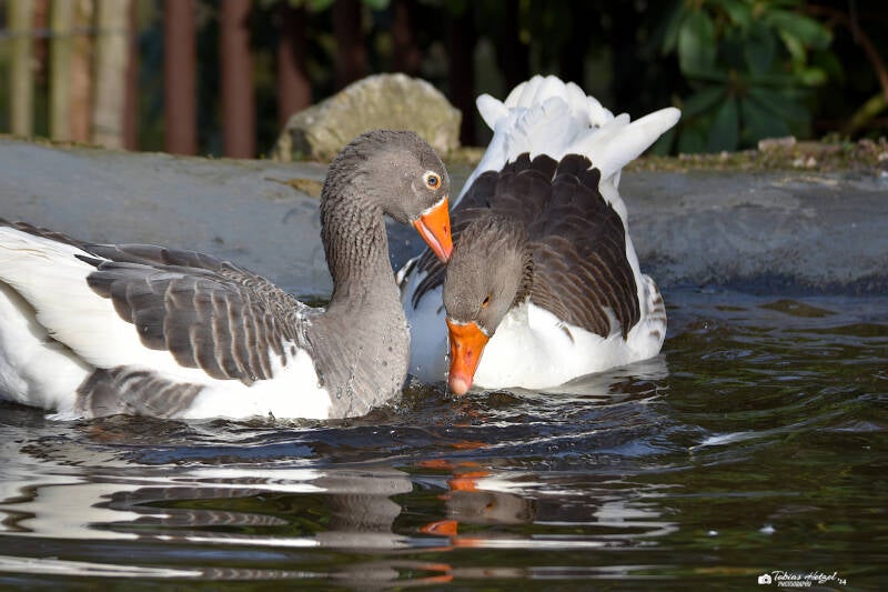 Pommerngans | Vogel- und Tierpark, Solingen-Ohligs | 13.02.2022