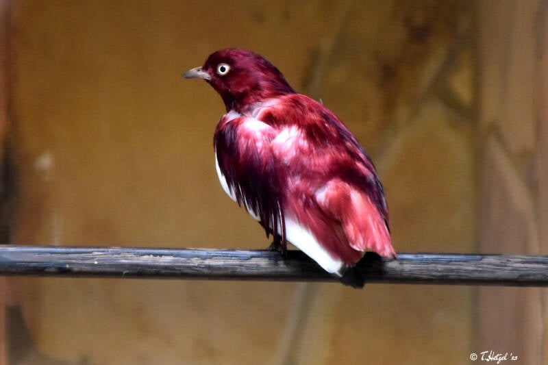 Pompadourkotinga | Weltvogelpark Walsrode | 09.06.2023