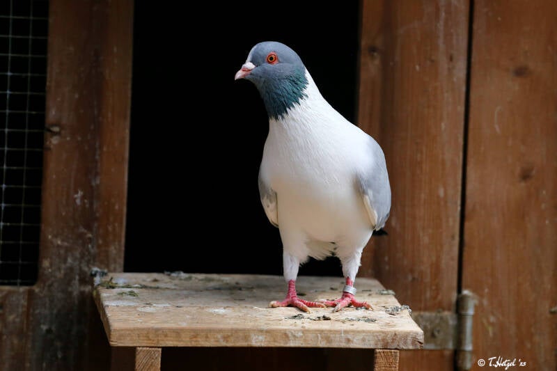 Prachener Kanik | Zoo Plzen | 29.08.2019