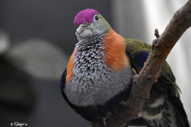 Prachtfruchttaube (kein Unterartenstatus) | Wilhelma Stuttgart | 16.06.2023