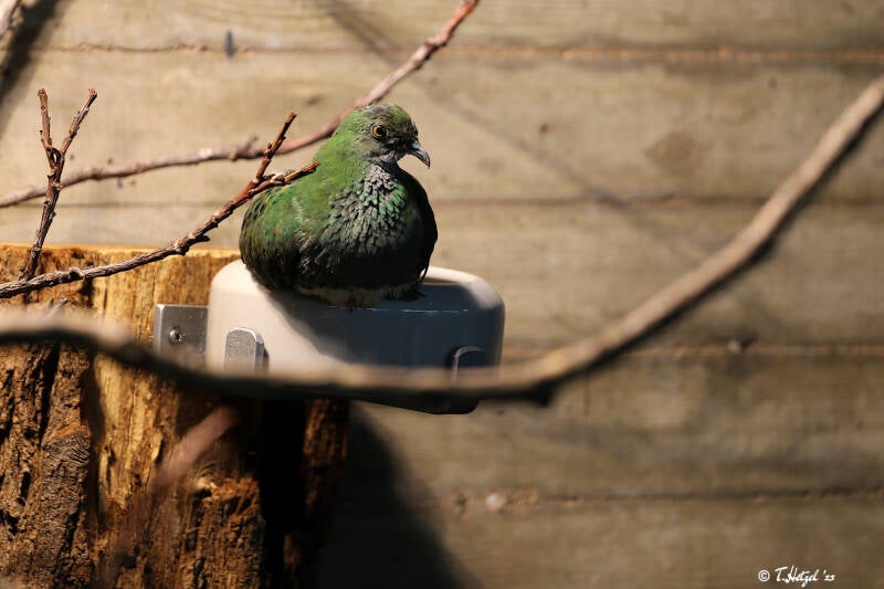 Prachtfruchttaube (kein Unterartenstatus) | Wilhelma Stuttgart | 14.08.2018
