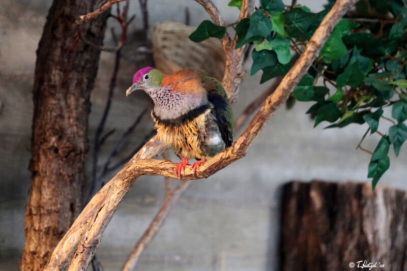 Prachtfruchttaube (kein Unterartenstatus) | Wilhelma Stuttgart | 14.08.2018