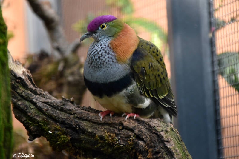 Prachtfruchttaube (kein Unterartenstatus) | Wilhelma Stuttgart | 16.06.2023