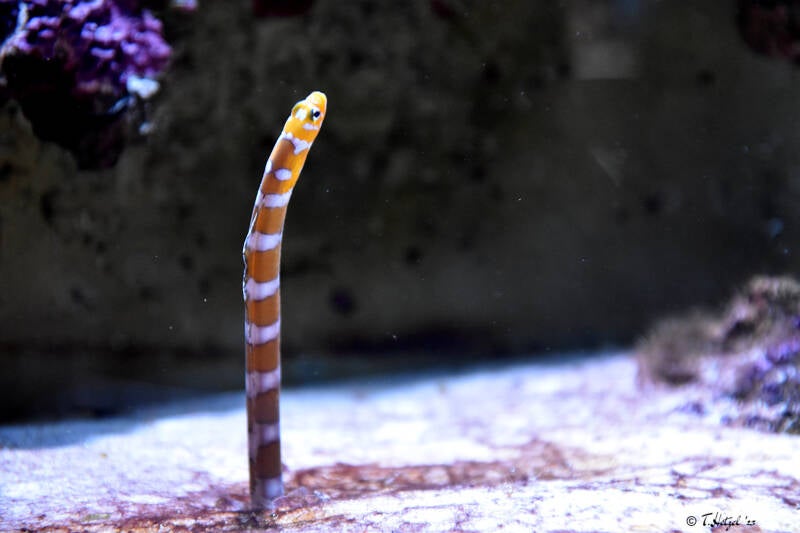 Prachtröhrenaal | Kölner Zoo | 03.12.2023