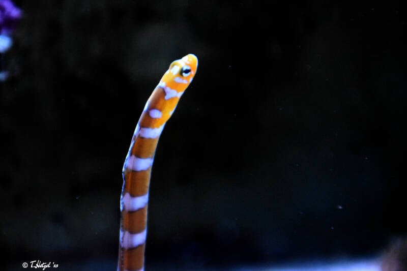 Prachtröhrenaal | Kölner Zoo | 03.12.2023