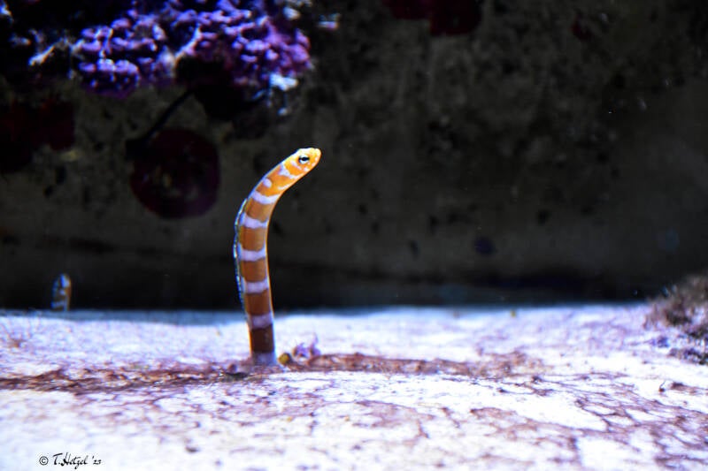 Prachtröhrenaal | Kölner Zoo | 03.12.2023