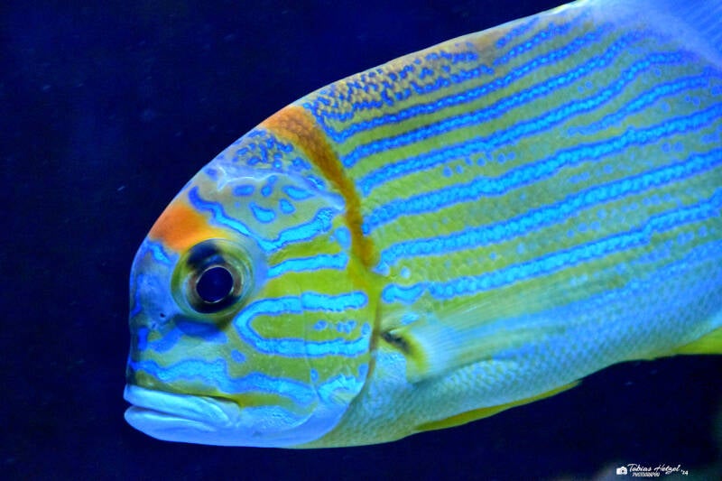 Prachtscheinschnapper | Meeresaquarium Zella-Mehlis | 24.09.2020