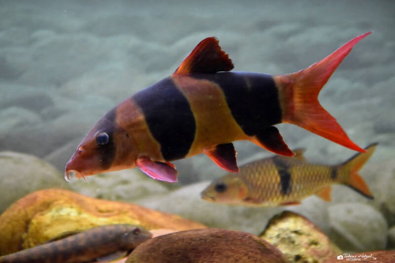 Prachtschmerle | Museum König, Bonn | 11.02.2024