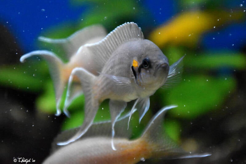 Prinzessin von Burundi | Vivarium Darmstadt | 25.10.2022