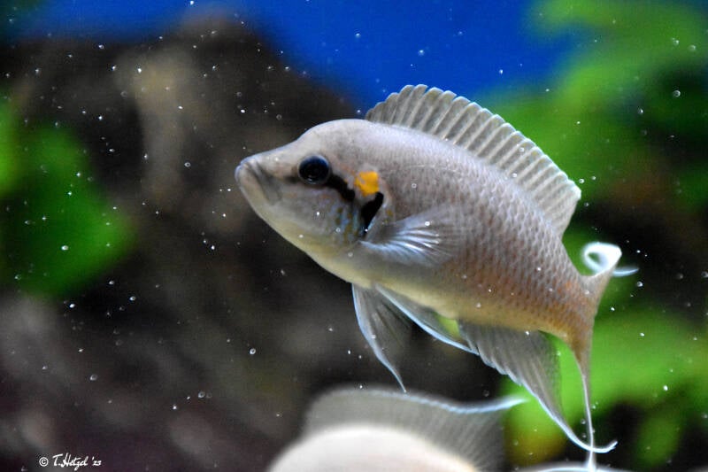 Prinzessin von Burundi | Vivarium Darmstadt | 25.10.2022