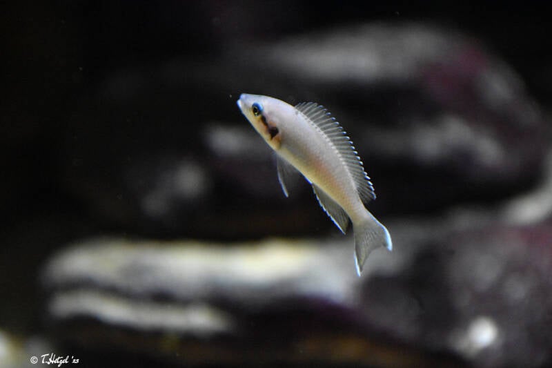 Prinzessin von Burundi | Tiergarten Nürnberg | 12.08.2023