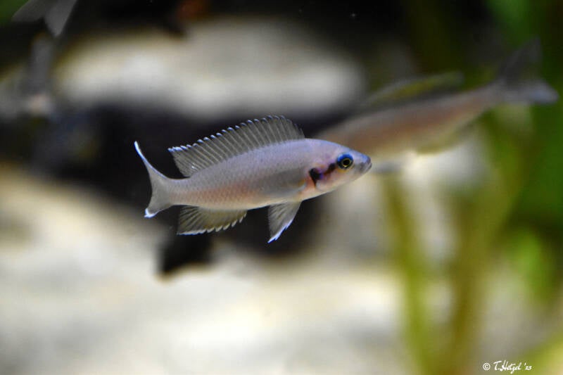 Prinzessin von Burundi | Tiergarten Nürnberg | 12.08.2023