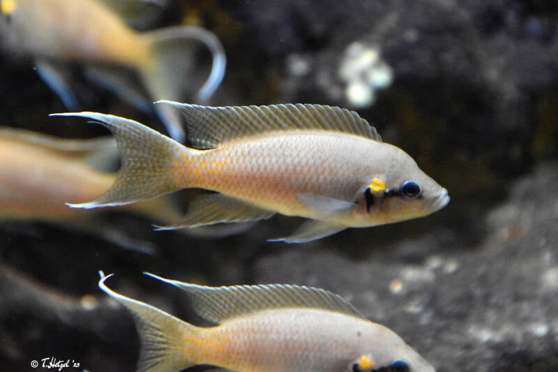 Prinzessin von Burundi | Vivarium Darmstadt | 28.11.2021