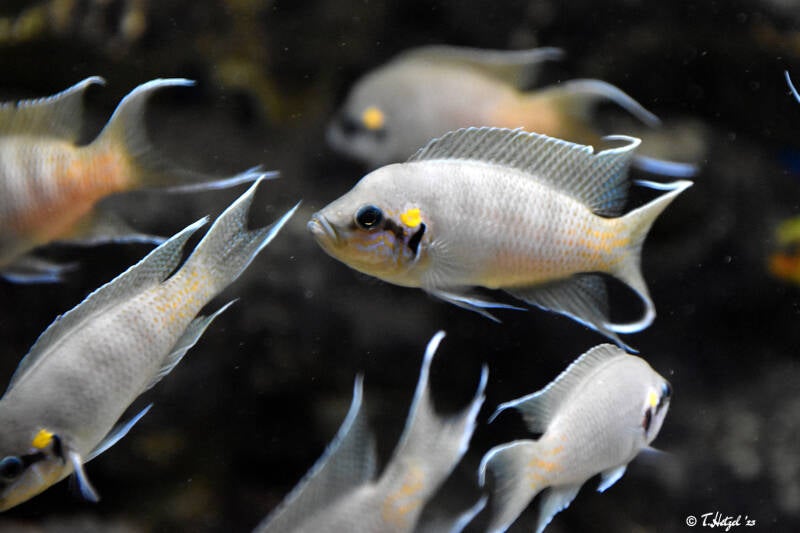 Prinzessin von Burundi | Vivarium Darmstadt | 28.11.2021