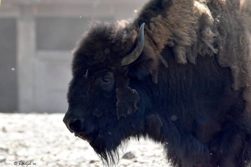 Präriebison | Filmtierpark Eschede | 10.06.2023