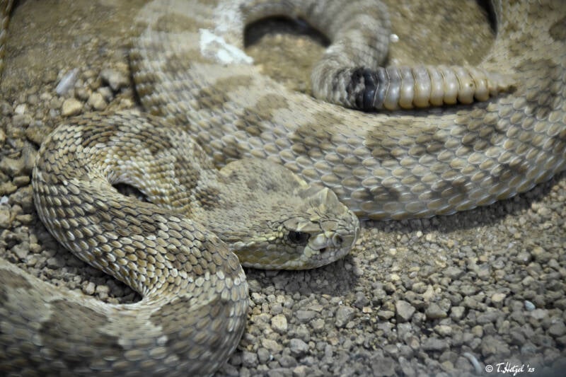 Prärieklapperschlange (kein Unterartenstatus)