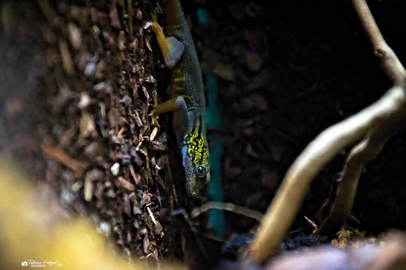 Psychedelischer Felsengecko | Zoologischer Stadtgarten Karlsruhe | 03.04.2026