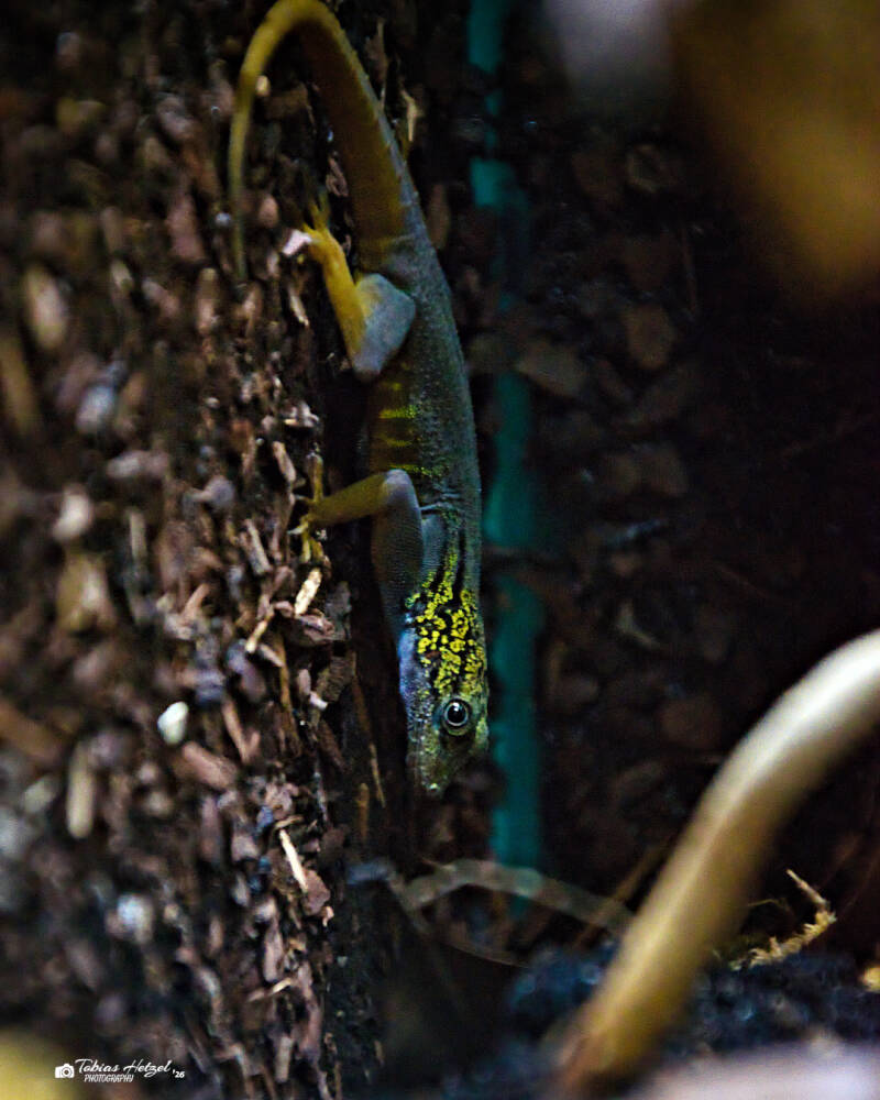 Psychedelischer Felsengecko | Zoologischer Stadtgarten Karlsruhe | 03.04.2026