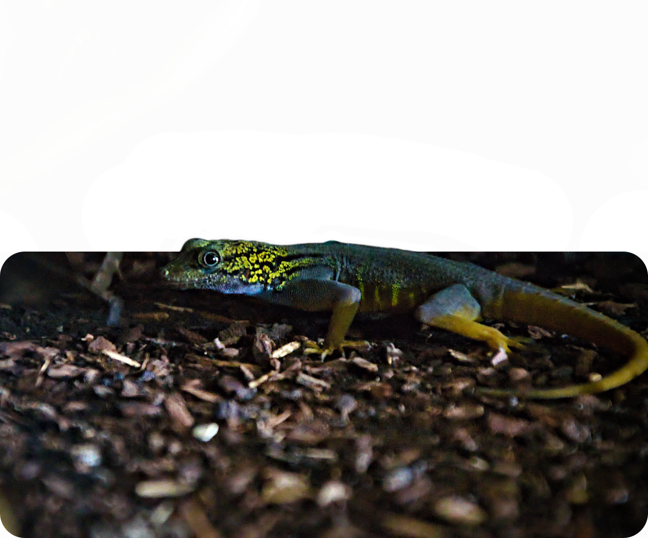 Psychedelischer Felsengecko
