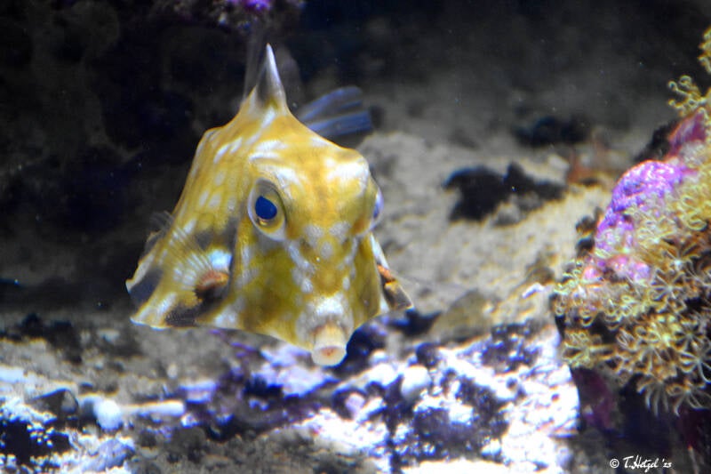 Pyramiden-Kofferfisch | Wilhelma Stuttgart | 11.08.2023