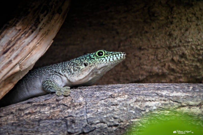 Querstreifen-Taggecko | Safaripark Dvur Kralove | 17.08.2024