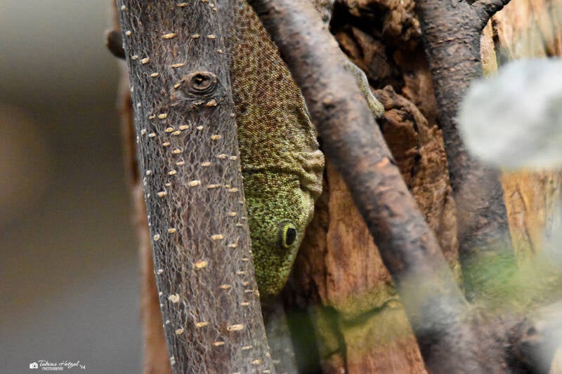 Querstreifen-Taggecko | Zoo Plzen | 17.09.2022