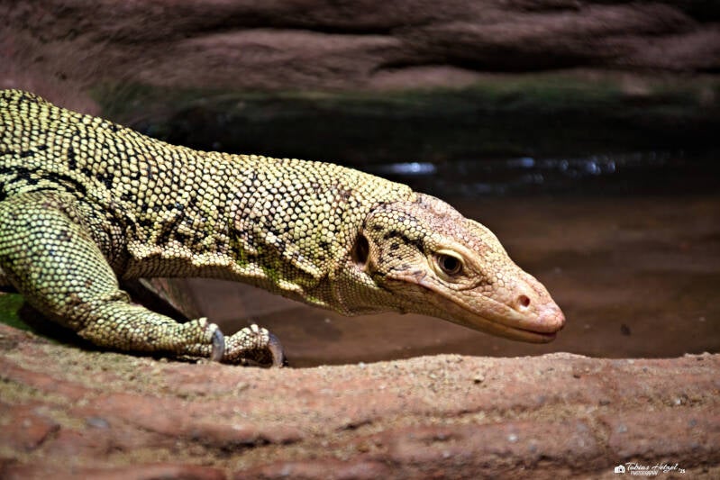 Quittenwaran | Zoo Prag | 18.08.2024