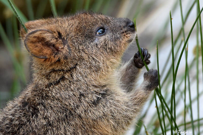 Quokka