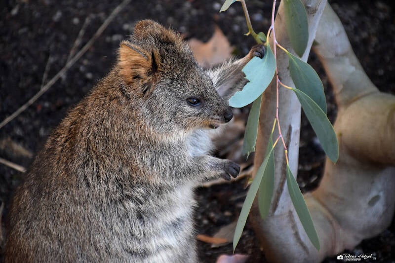 Quokka