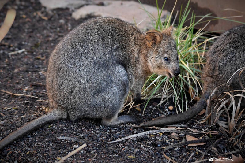 Quokka | Wilhelma Stuttgart | 27.01.2024