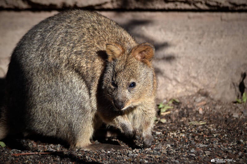 Quokka | Wilhelma Stuttgart | 27.01.2024