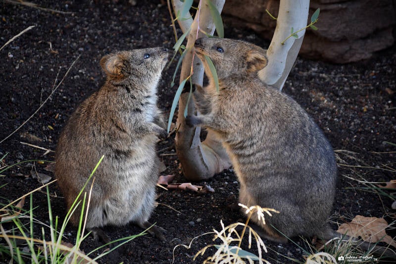 Quokka | Wilhelma Stuttgart | 27.01.2024