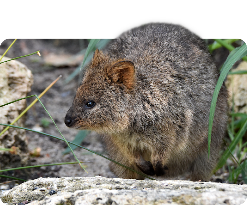 Quokka