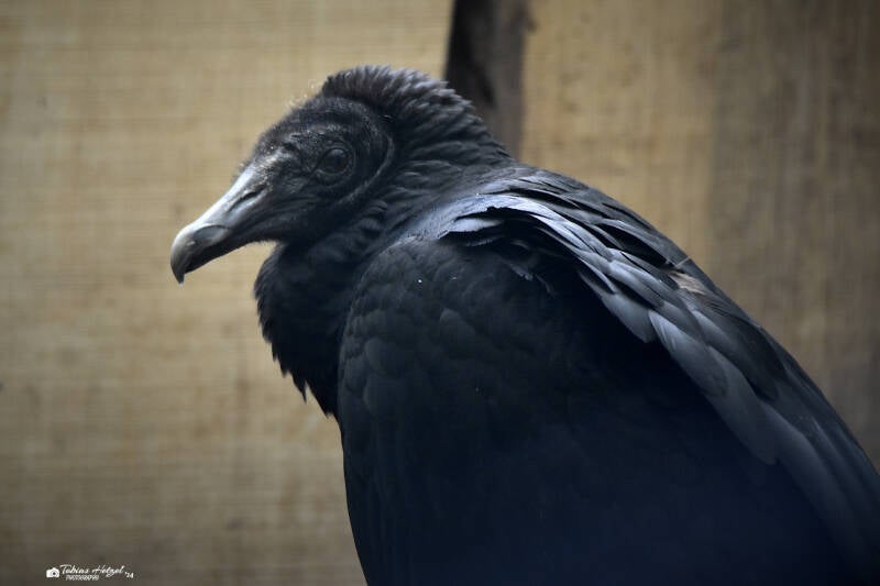 Rabengeier | Zoo Dortmund | 30.07.2023