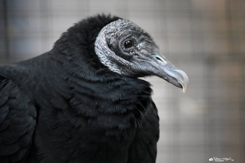 Rabengeier | Zoo Dortmund | 30.07.2023