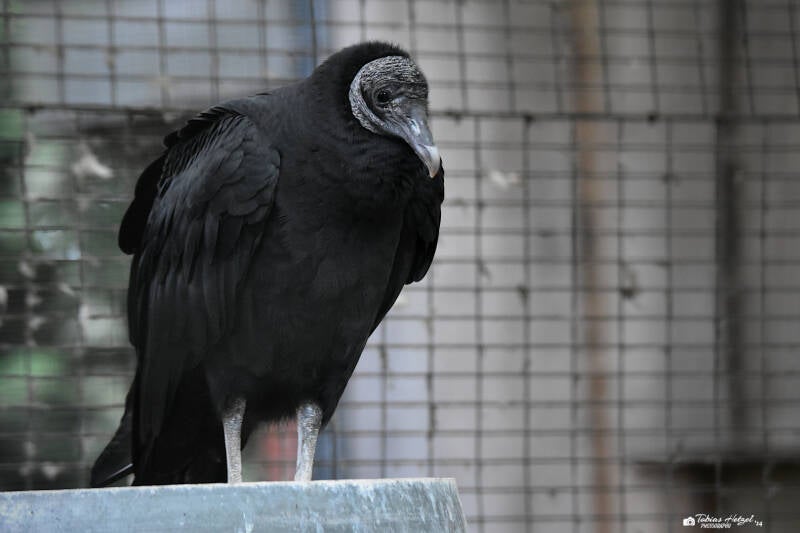 Rabengeier | Zoo Dortmund | 30.07.2023